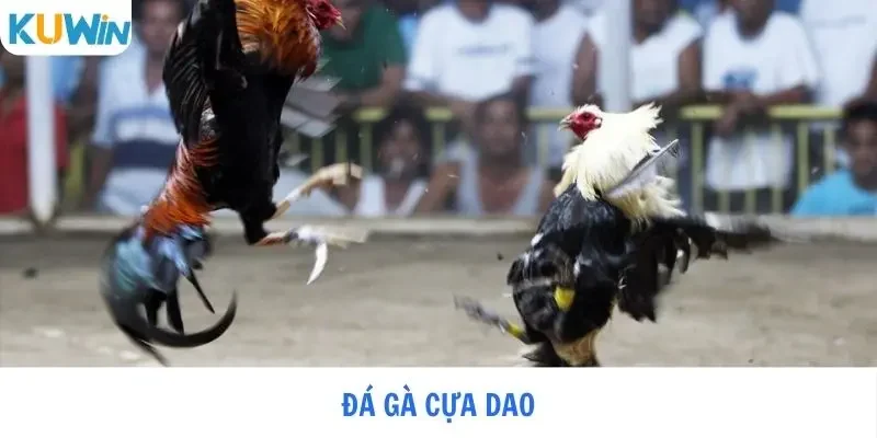 Đá Gà Cựa Dao - Cách Chơi Cực Gắt, Cơ Hội Không Giới Hạn