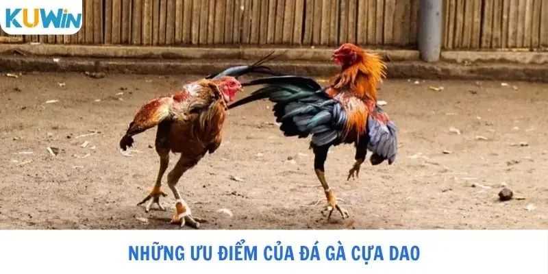 Những ưu điểm của đá gà cựa dao